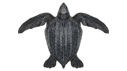 Fototapeta premium Top-down view of a leatherback sea turtle isolated on white background, showing its leathery shell and large flippers