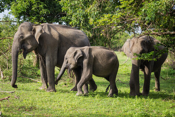 Wild Asian Elephant Family With Calf Grazing in Sri Lanka © Emmanuel