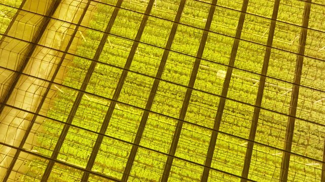 Aerial view of an illuminated greenhouse roof with gridded glass panels revealing crops below, showcasing horticulture patterns and controlled-environment farming at night.