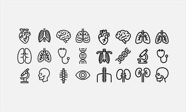 A set of anatomical icons with editable lines (not outlined). vector illustration