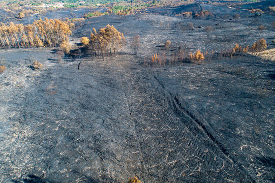 Aerial view of burnt forest and black soil The Concept of environmental disaster