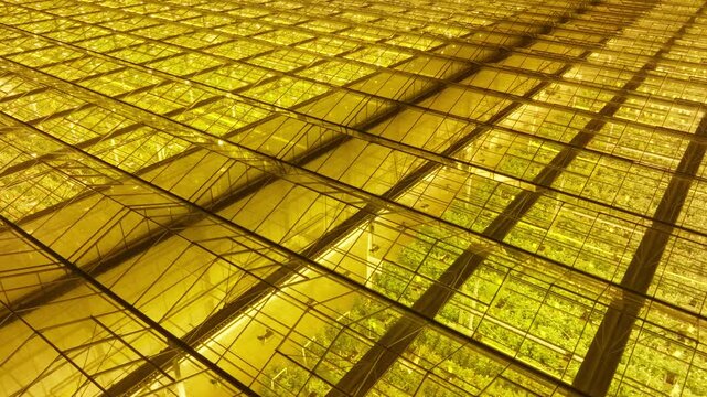 Vast illuminated greenhouse roof glowing with golden light, revealing orderly rows of thriving crops beneath glass in an angled aerial perspective of large-scale nocturnal horticulture