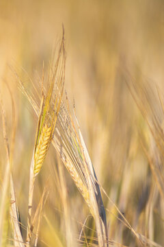 Golden barley ears in summer field with soft background