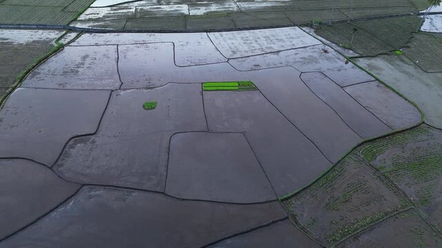 Aerial view of waterlogged rice fields with geometric divisions. Ideal for agricultural documentaries.mp4