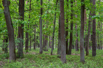 Las mieszany. Mixed forest. © tom
