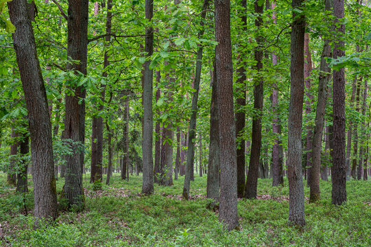 Las mieszany. Mixed forest.