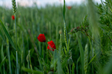 Fototapeta premium Roter Klatschmohn im grünen Weizenfeld