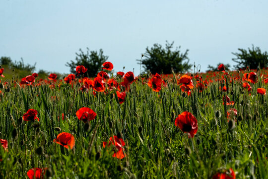 Zeit der Mohnblumen