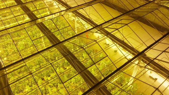 Expansive illuminated greenhouse with rows of leafy crops under warm sodium grow lights, viewed through reflective glass panels and metal framework from an elevated diagonal perspective
