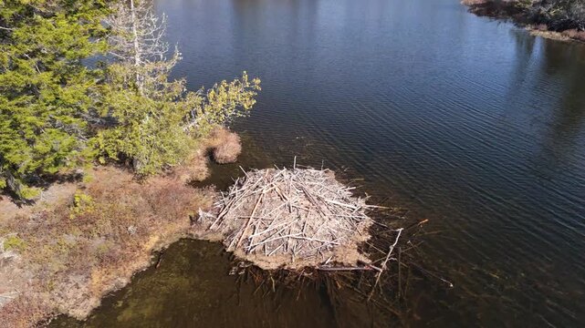 Above a beaver lodge. Starting low next to a beaver lodge, the point of view climbs until looking down from directly above. A polarized filter was used so you can see under the water. Sunny day.