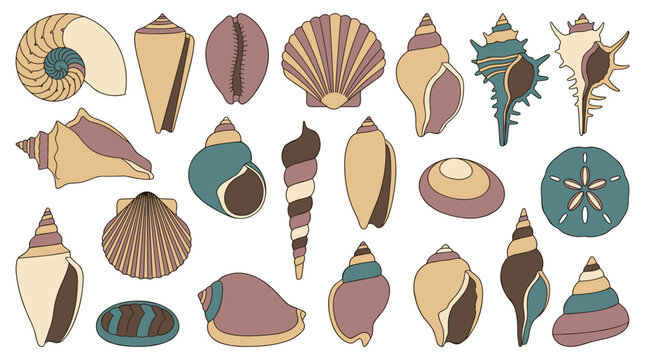 Vibrant assortment of seashells sand dollars and aquatic treasures