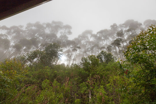 Forest near Pattipola seen by train in uva province in Sri lanka