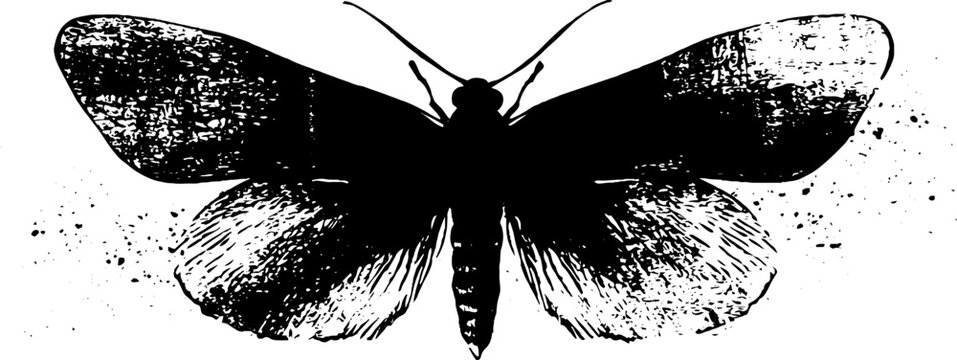 High contrast black and white death moth ink illustration with splatter texture for poster background and tattoo design