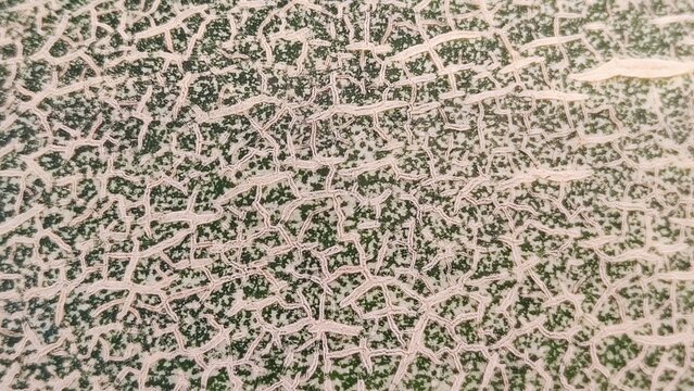 Intricate netted texture of a cantaloupe melon skin. Rough raised reticulation. Green and white detailed pattern background. Fruit close up