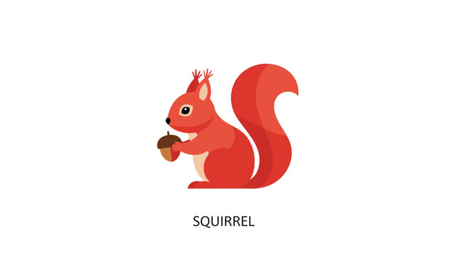 Cute illustration of a red squirrel sitting and holding a small brown acorn isolated on a plain white background.