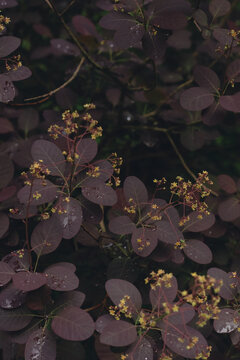 Cotinus coggygria 'Royal Purple' (Smoke Bush) with dark burgundy foliage.