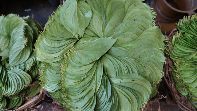 Betel leaves stacked in a vibrant green display, fresh and natural background