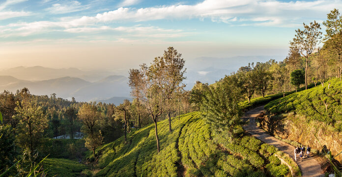 Walking inside Haputale tea platation in Sri Lanka