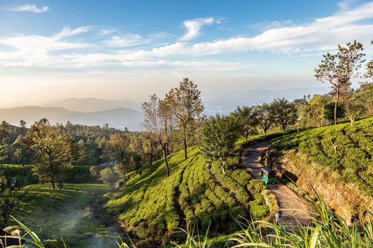 Walking inside Haputale tea platation in Sri Lanka
