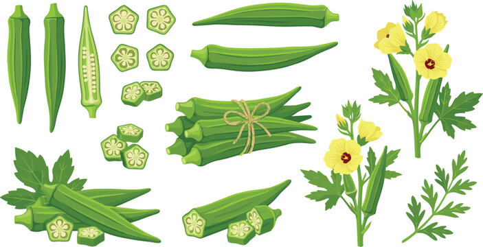 Fresh Green Okra Vegetable Collection With Slices Bundles Flowers And Leaves Botanical Vector Set