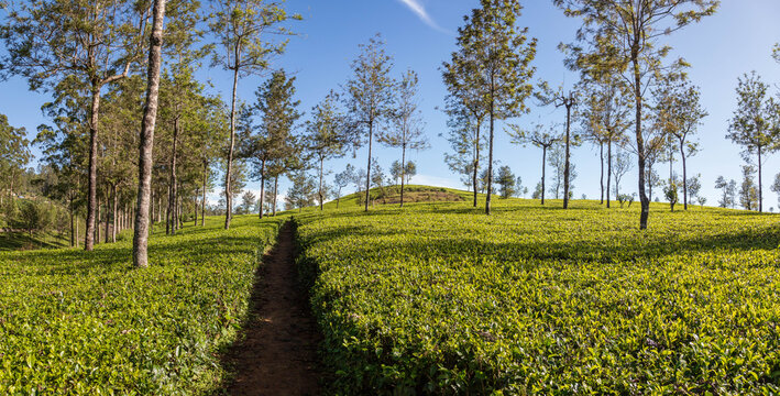 Tea plantation in dambetenna estate near Haputale, sri lanka