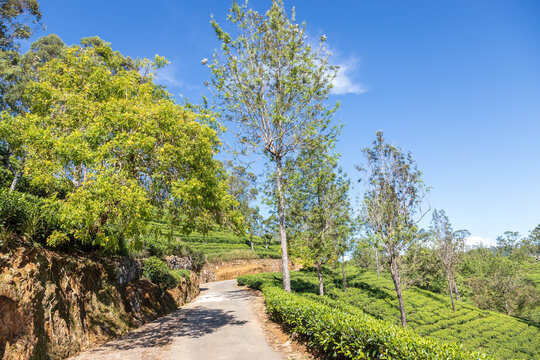 Tea plantation in Haputale, sri Lanka