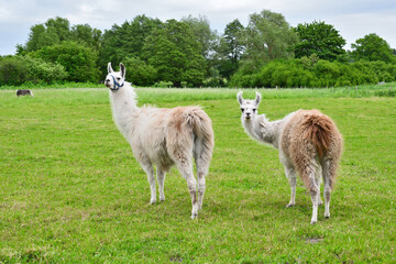 Two cute fluffy llamas standing on a green grass meadow and looking back at the camera © Анастасия Константне