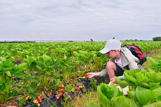 Little boy with a backpack picking ripe red strawberries on a farm field on a summer day