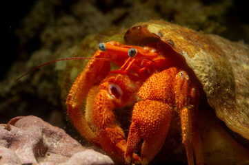 Hermit crab, Eye spot hermit crab, Paguristes eremita, a scavenger on dead shells and fishes but may be able to catch and feed on crabs and other living animals. Alghero, Capo Caccia, Sardinia, Ital © antasfoto