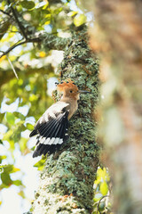 Eurasian Hoopoe Resting on Moss-Covered Tree Trunk © Vida Lenta