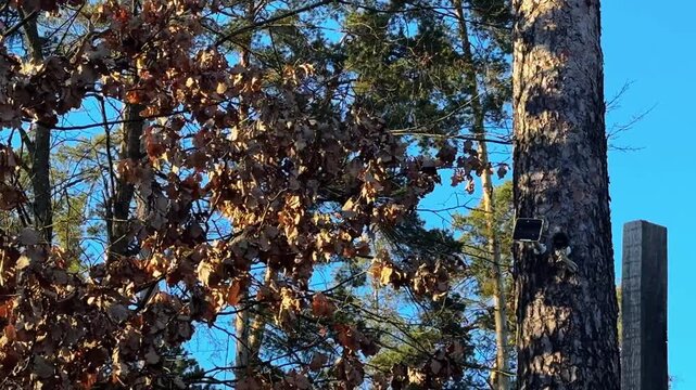 A camera set in a tree observes wildlife and plant life in a forest. It shows various actions of animals and the changing scenery at different times of the day.