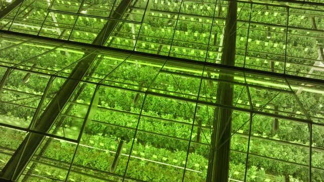 Expansive industrial greenhouse filled with rows of leafy greens under artificial lighting, viewed through glass panels as the angle shifts to reveal vertical farming structures.