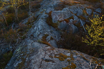 Fototapeta premium rocks in the forest