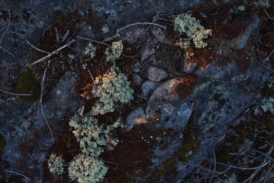 tree bark texture