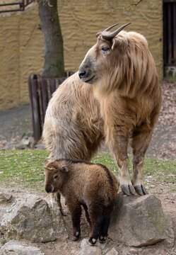 Golden takin