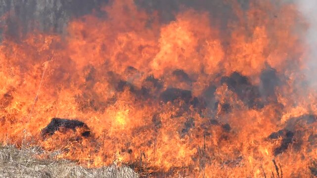 Prairie fire. Grassy-shrubby spaces devour by fire in dry season. Climate change leads to increased droughts, mass destruction. Onslaught of fire, scorching air, ashes flying into sky, burnt hummocks