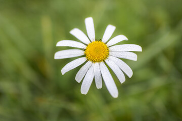 Fototapeta premium A daisy with dew, photographed from above.