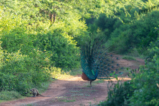 Peacock on the dirt road inside Bundala natioanl park, srk lanka
