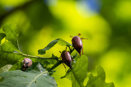 Three Cockchafer Beetles (May Bugs) Feeding on Green Oak Leaves