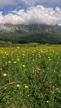 Yellow Ranunculus field in Abruzzo Italy