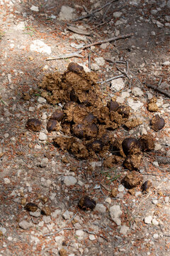 Organic animal scat left on a rugged woodland trail, surrounded by small pebbles, dried leaves, and pine twigs on a sunny day.