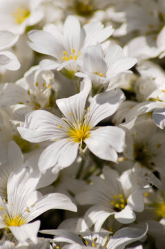 Fleurs blanche
