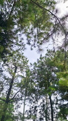 Fototapeta premium Green tree canopy with sunlight in tropical forest, nature background showing healthy vegetation and outdoor landscape scenery.