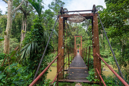 Bridge in sinharaja rain forest in Sri Lanka