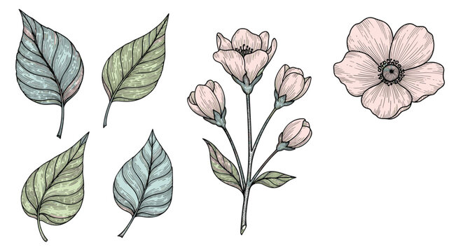 Elegant botanical illustration featuring hand drawn leaves and pink flowers in a classic vintage engraving style with soft pastel colors.