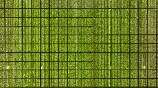 Aerial drone view of a vast greenhouse roof with repeating glass panels, then a close-up of lush vertical crop rows inside, highlighting modern sustainable agriculture