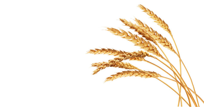 An ear of wheat isolated on transparent or white background, png