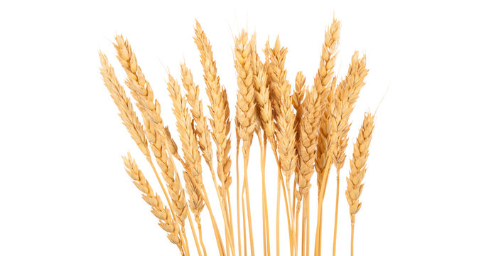 An ear of wheat isolated on transparent or white background, png