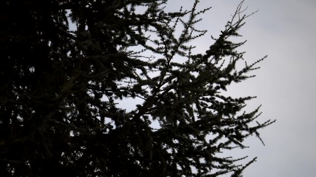 Pine branches moved by wind. Slow motion 4K