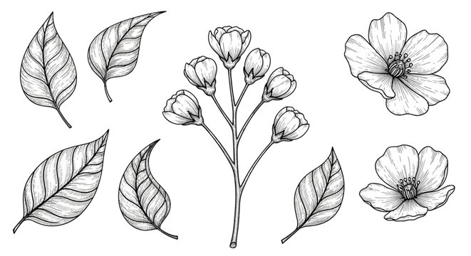Collection of detailed black and white botanical sketches including a flower branch single blossoms and diverse leaf types.